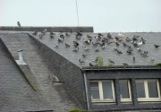 Repulsif anti-pigeons