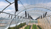 Serre agricole professionnelle - Longueur de 20 à 50 ml