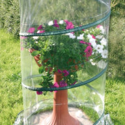 Serre pop up anthurium