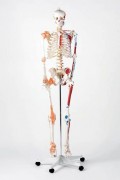 Squelette Norbert insertion et muscles