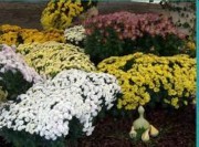 Tapis chrysanthémes horticole THM bisannuel