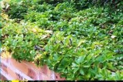 Tapis horticole potentile THM couvre sol