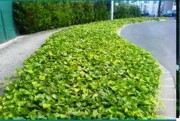 Tapis horticole THM couvre sol