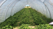 Tunnel agricole mobile