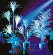 Végétaux Fluorescents