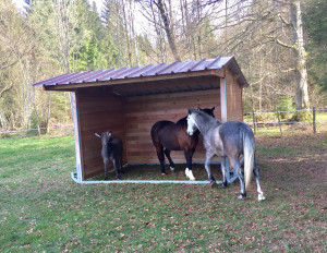 Abri pour chevaux déplaçable - Devis sur Techni-Contact.com - 4