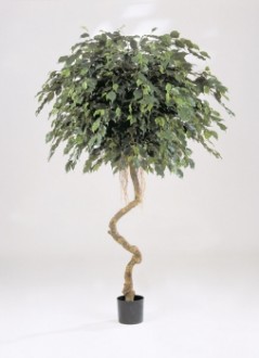 Arbre artificiel ficus exotique - Devis sur Techni-Contact.com - 1