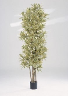 Arbre dracaena reflexa artificiel - Devis sur Techni-Contact.com - 1