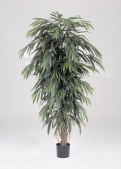 Arbre longifolia semi naturel - Devis sur Techni-Contact.com - 1
