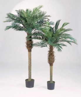 Arbre phoenix palm artificiel - Devis sur Techni-Contact.com - 1