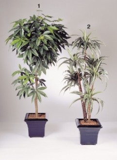 Arbre semi naturel de dracaena - Devis sur Techni-Contact.com - 1