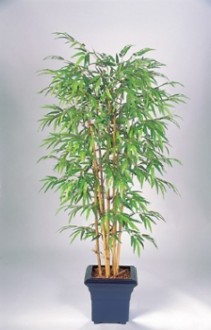 Bambou semi naturel - Devis sur Techni-Contact.com - 1