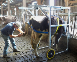 Cage de parage vache laitière - Devis sur Techni-Contact.com - 1