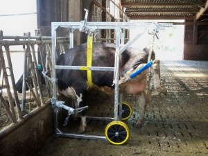 Cage de parage vache laitière - Devis sur Techni-Contact.com - 3