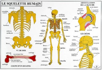 Carte du corps humain - Devis sur Techni-Contact.com - 1