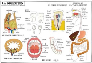 Carte du corps humain - Devis sur Techni-Contact.com - 3