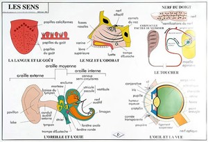 Carte du corps humain - Devis sur Techni-Contact.com - 5