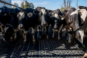  Couvre-sol à vache en caoutchouc - Devis sur Techni-Contact.com - 2