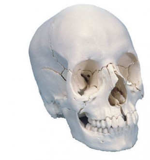 Crâne articulé 22 pièces teinte naturelle - Devis sur Techni-Contact.com - 1