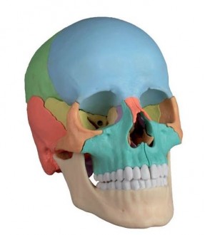 Crâne didactique couleur - Devis sur Techni-Contact.com - 1