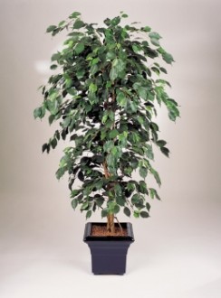 Ficus exotique artificiel - Devis sur Techni-Contact.com - 1