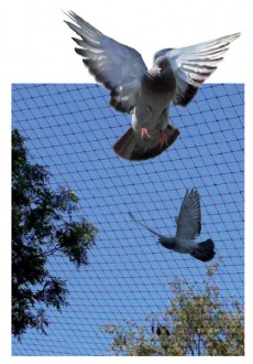 Filet de protection anti-pigeons - Devis sur Techni-Contact.com - 1