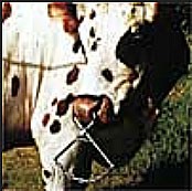 Pince nez pour vache - Devis sur Techni-Contact.com - 2