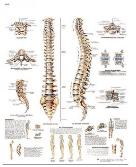 Planche anatomique de la colonne vertébrale - Devis sur Techni-Contact.com - 1