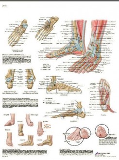 Planche anatomique du Pied et de la cheville - Devis sur Techni-Contact.com - 1