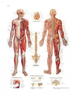 Planche anatomique du système nerveux - Devis sur Techni-Contact.com - 1