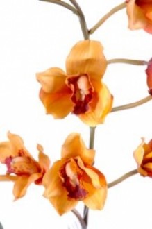 Plante fleurie cybidium semi naturelle - Devis sur Techni-Contact.com - 1