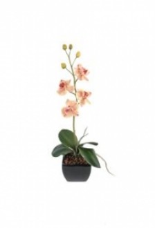 Plante fleurie phalaenopsis small - Devis sur Techni-Contact.com - 1