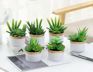 Pot pour cactus								 - Devis sur Techni-Contact.com - 1