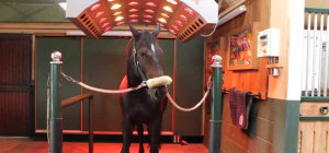 Solarium pour chevaux - Devis sur Techni-Contact.com - 3