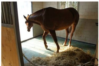 Tapis de boxes pour chevaux - Devis sur Techni-Contact.com - 2