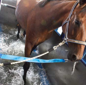 aquatrainer pour chevaux - Devis sur Techni-Contact.com - 2