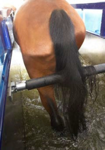 aquatrainer pour chevaux - Devis sur Techni-Contact.com - 3