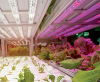 Tube led pour éclairage horticole - Devis sur Techni-Contact.com - 1