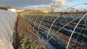 Tunnel agricole mobile - Devis sur Techni-Contact.com - 3